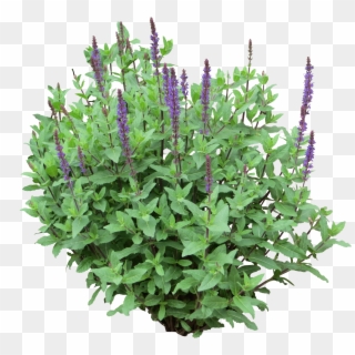 Purple Plants Png, Transparent Png