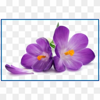 Purple Flowers Free Png Image - African Violet Violet Flower Drawing, Transparent Png