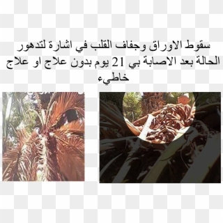 Cycas Revoluta Rust - Effat University, HD Png Download