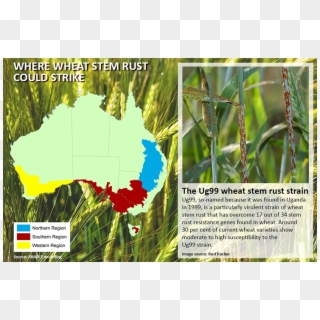 Potential Economic Impacts Of The Wheat Stem Rust Strain - Stem Rust Of Wheat, HD Png Download