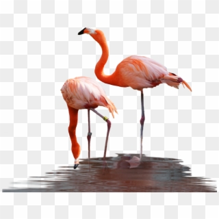 Flamingo In Water Png, Transparent Png