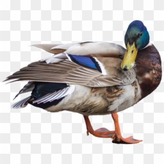 Duck Mallard Drake Transparent Png Image - Duck, Png Download