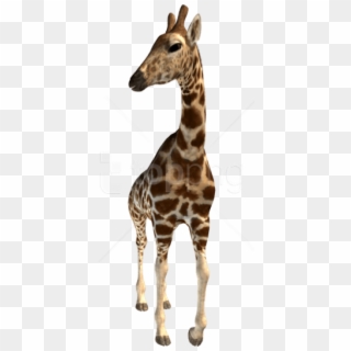 Free Png Download Giraffe Png Images Background Png - Giraffe With No Background, Transparent Png
