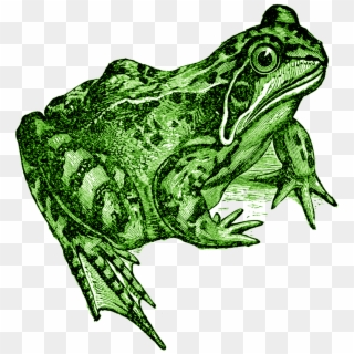 {click On Png Image To Download/save} The Above Image - Toad Black And White, Transparent Png