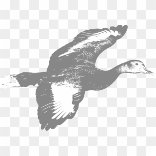 Duck , Png Download - Seaduck, Transparent Png