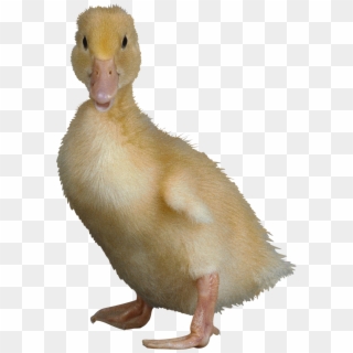 Figure Duck Png Image - Ugliest Duck In The World, Transparent Png