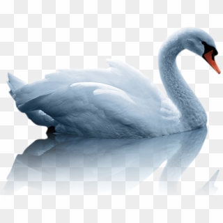 Mute Swan, Duck, White Swan, Water Bird Png Image With - Water Bird Png Hd, Transparent Png