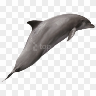 Free Png Dolphin Png Images Transparent - Dolphin With Transparent Backgrounds, Png Download