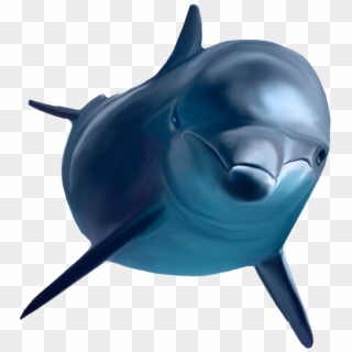 Dolphin, HD Png Download