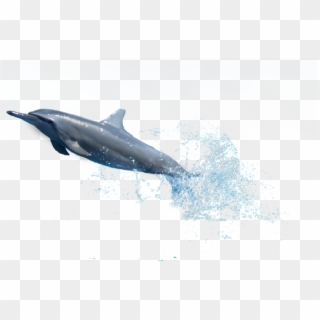 Go To Image - Dolphin Diving Png, Transparent Png