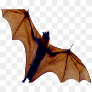 Bat Png Transparent Images - Bat Wings From Below, Png Download