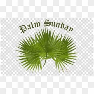 Download Palm For Palm Sunday Clipart Palm Trees Palm, HD Png Download