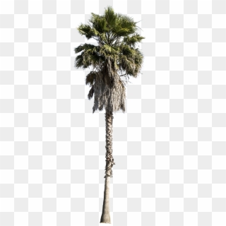 Cutout Trees - Cut Out Palm Tree, HD Png Download