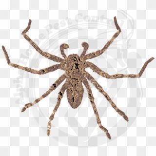 Wolf Spider Image Gallery - Wolf Spider Spider Png, Transparent Png