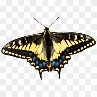 City Nature Challenge - Swallowtail Butterfly, HD Png Download