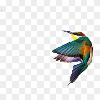 Spring Birds Png Transparent Image - Common Kingfisher, Png Download