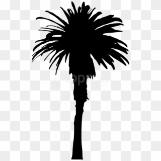 Free Png Palm Tree Png - Portable Network Graphics, Transparent Png