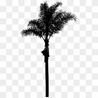 Free Png Palm Tree Png Images Transparent - American Pitch Pine, Png Download