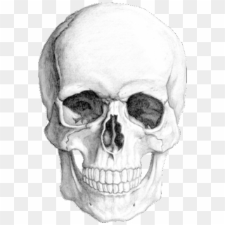 Skull02 Copy - Realistic Skull Head Drawing, HD Png Download