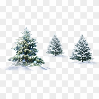 Snow Pine Png - Facebook Merry Christmas Profile, Transparent Png