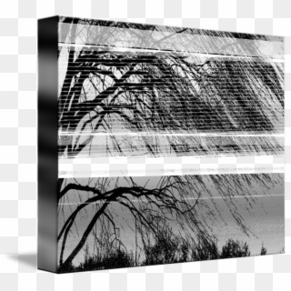Black And White Willow Tree - Monochrome, HD Png Download