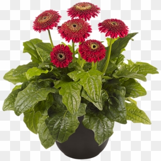 Pot Plants - Barberton Daisy, HD Png Download