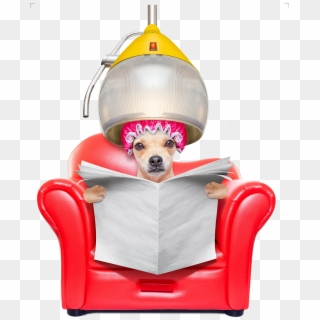 Chihuahua Dachshund Jack Russell Terrier Pug Dog Grooming - Dog In Salon Chair, HD Png Download