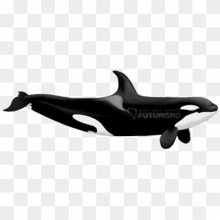 Killer Whale Png Transparent Images - Sexual Dimorphism In Whales, Png Download