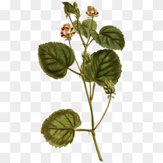 Psoralea Corylifolia Ayurveda Medicinal Plants Herb - Psoralea Cordifolia, HD Png Download