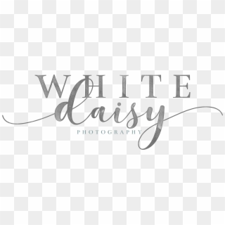 White Daisy Photography, HD Png Download