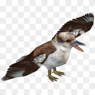 Kookaburra Png , Png Download - Seabird, Transparent Png