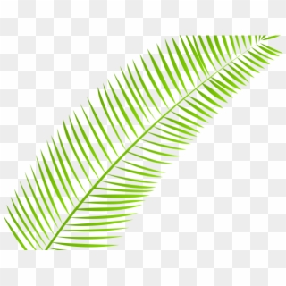 Palm Branch Cliparts - Clip Art, HD Png Download