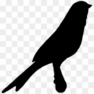 Download Png - Crow, Transparent Png