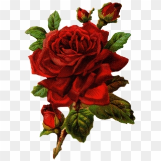 Free Vintage Rose Png - Floribunda, Transparent Png