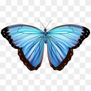 Awesomeclp40 - Blue Morpho Butterfly Vector, HD Png Download