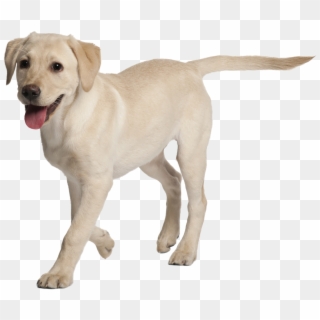 Dog Boarding Services - Dog Labrador Png, Transparent Png