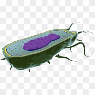 Bacteria Cell - Bacteria Cell Png, Transparent Png