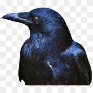 Crow Png Transparent Images - Crow Free, Png Download