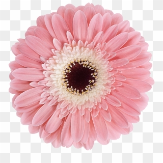 Welcome To - Gerbera Diabolo, HD Png Download