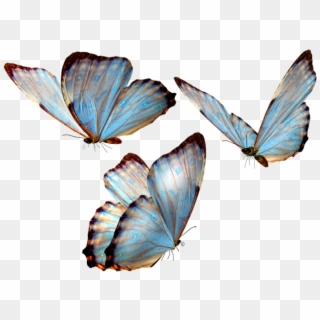 Mariposas Png Para Photoscape - Butterflies Png, Transparent Png