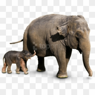 Free Png Download Elephant Png Images Background Png - Asian Elephant Png, Transparent Png