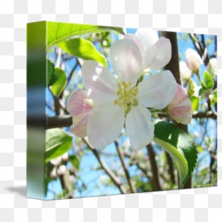Transparent Spring Apple Tree - Evergreen Rose, HD Png Download