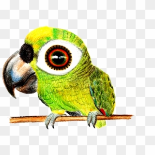 Bird Colored Pencil - Parrot With Big Eyes, HD Png Download