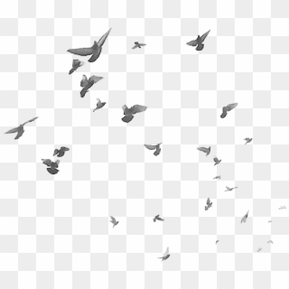 #birds #flying #bird #flock #sky #freetoedit - Birds For Photoshop Png, Transparent Png