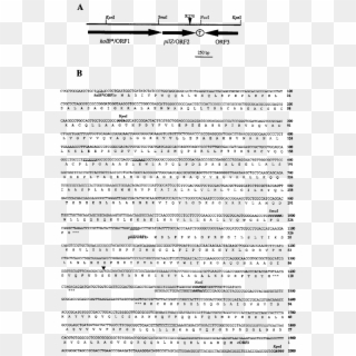 Schematic Representation Of The Orfs Located Around - Sequence, HD Png Download