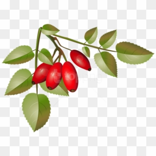 Brier Bush With Ripe Fruits Branch Png Png - Ripe Fruits Png, Transparent Png