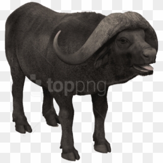 Free Png Download African Buffalo Photo Png Images - African Buffalo Png, Transparent Png