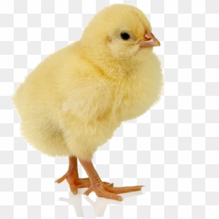 Baby Chicken Free Png Image - Chick Transparent, Png Download