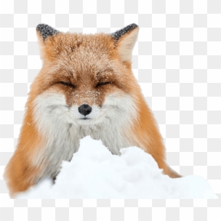 Free Png Download Fox Png Images Background Png Images - Winter Fox, Transparent Png