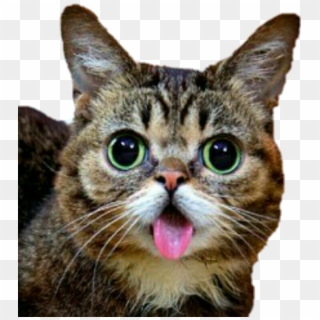 Lilbub Bub Cat Cute - Cat Poking Tongue Out, HD Png Download